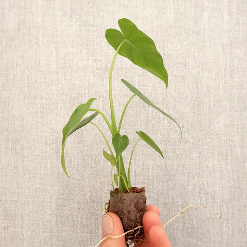 Alocasia California - Oreille d'éléphant - Mini-motte Ø 3/4 cm Ejemplar entregado en la primavera