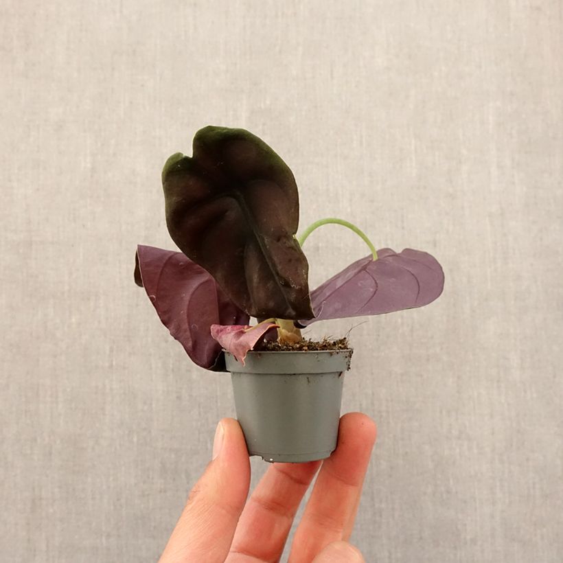 Alocasia cuprea Red - Oreja de elefantephante Mini-plante Ejemplar entregado en la primavera