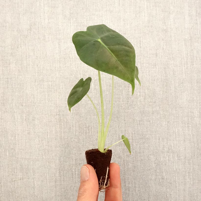 Alocasia Frydek - Oreille d'éléphant - Mini-motte Ø 3/4 cm Ejemplar entregado en la primavera