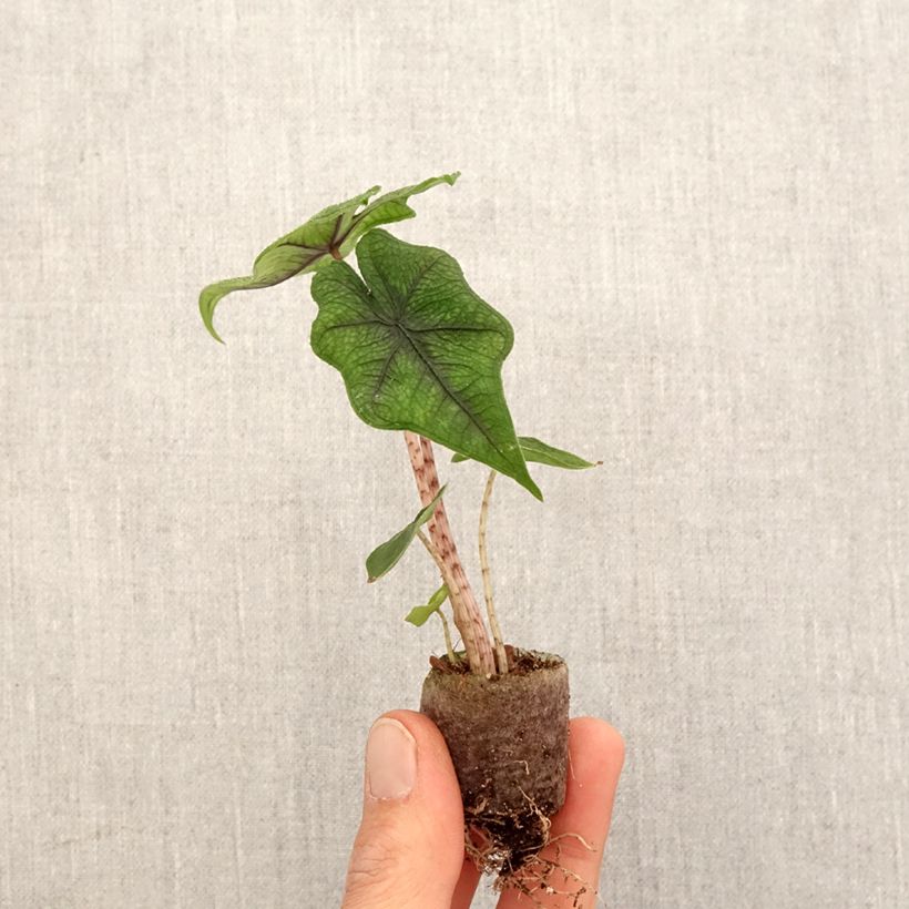 Alocasia Jacklyn - Oreille d'éléphant - Mini-motte Ø 3/4 cm Ejemplar entregado en la primavera