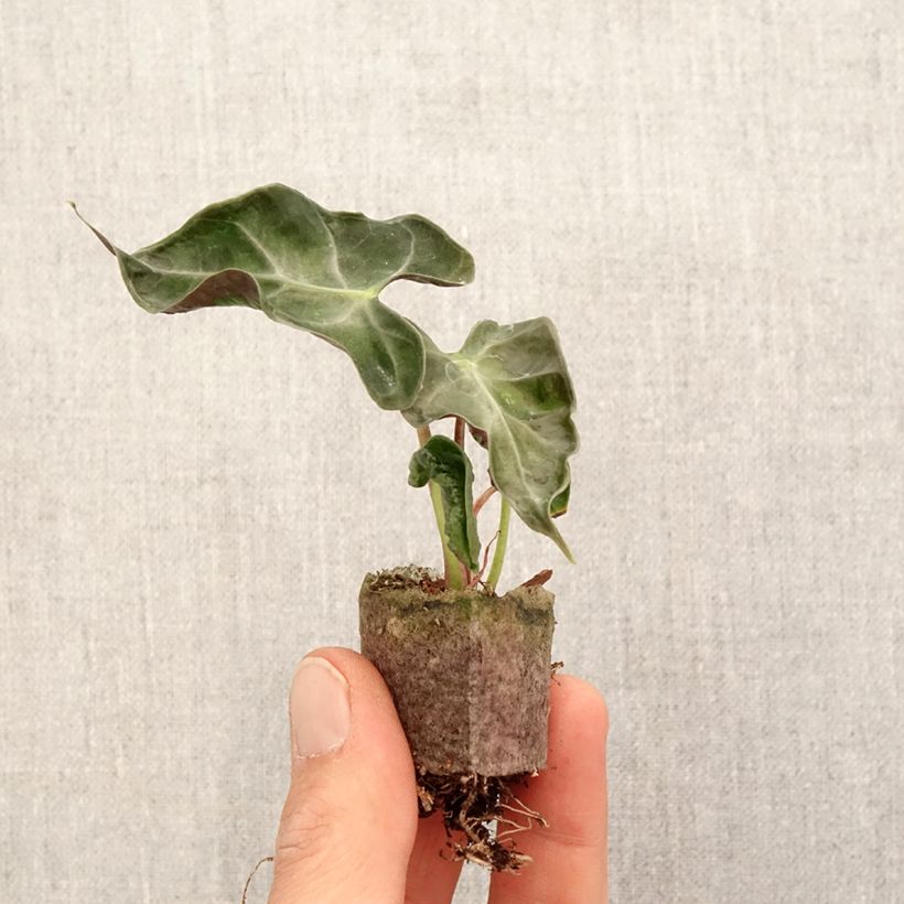 Alocasia Loco - Oreja de elefantephante Mini-plante Ejemplar entregado en la primavera