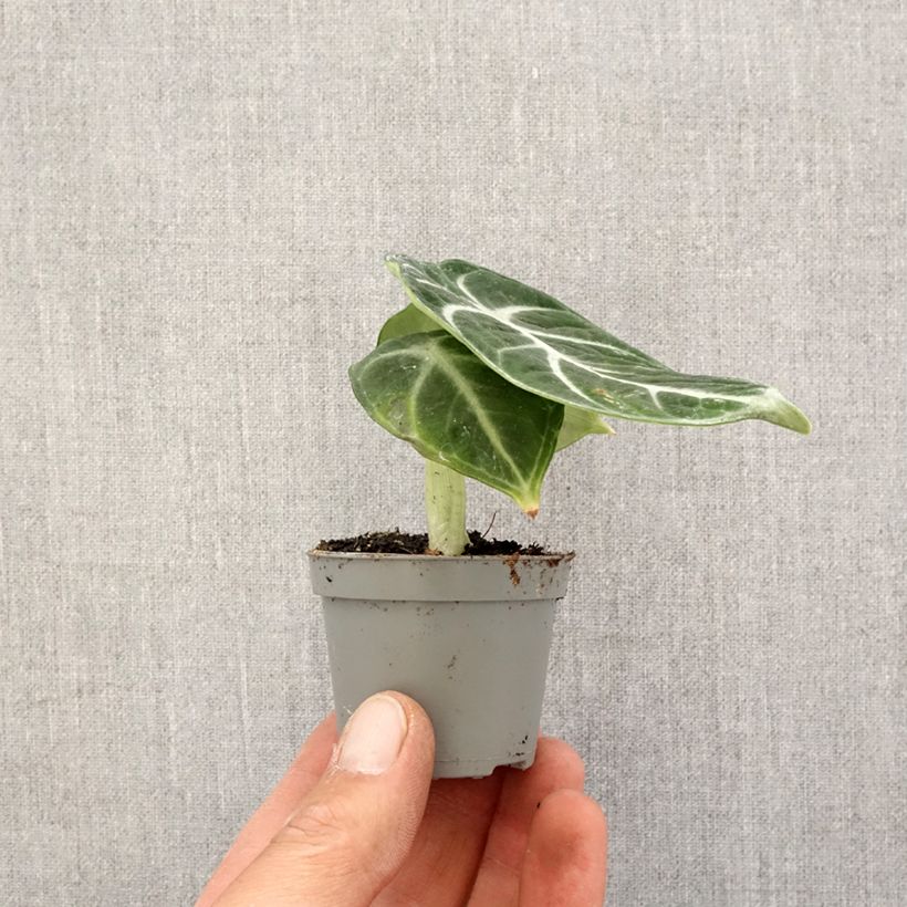 Alocasia Ninja - Oreille d'éléphant Mini-plante Ejemplar entregado en la primavera