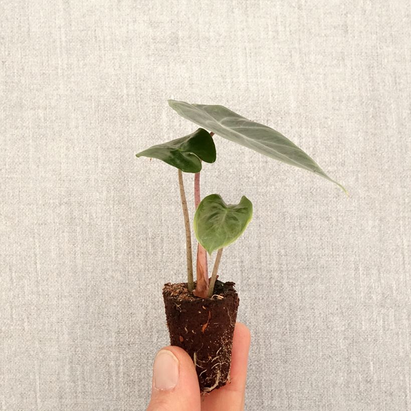Alocasia Pink Dragon - Oreille d'éléphant - Mini-motte Ø 3/4 cm Ejemplar entregado en la primavera