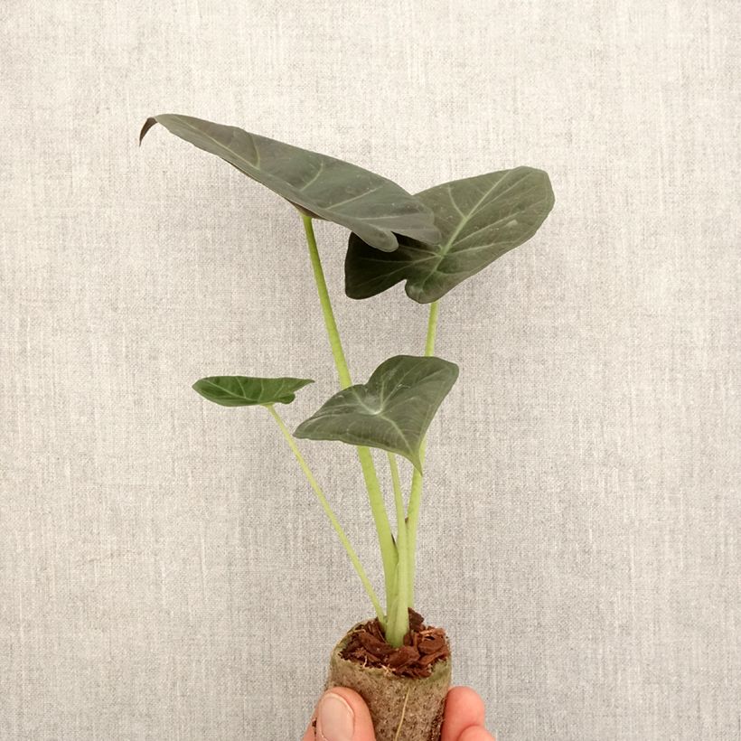 Alocasia Regal Shields - Oreille d'éléphant - Mini-motte Ø 3/4 cm Ejemplar entregado en la primavera