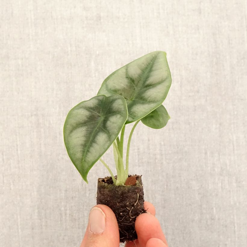 Alocasia reversa - Oreja de elefantephante Mini-plante Ejemplar entregado en la primavera