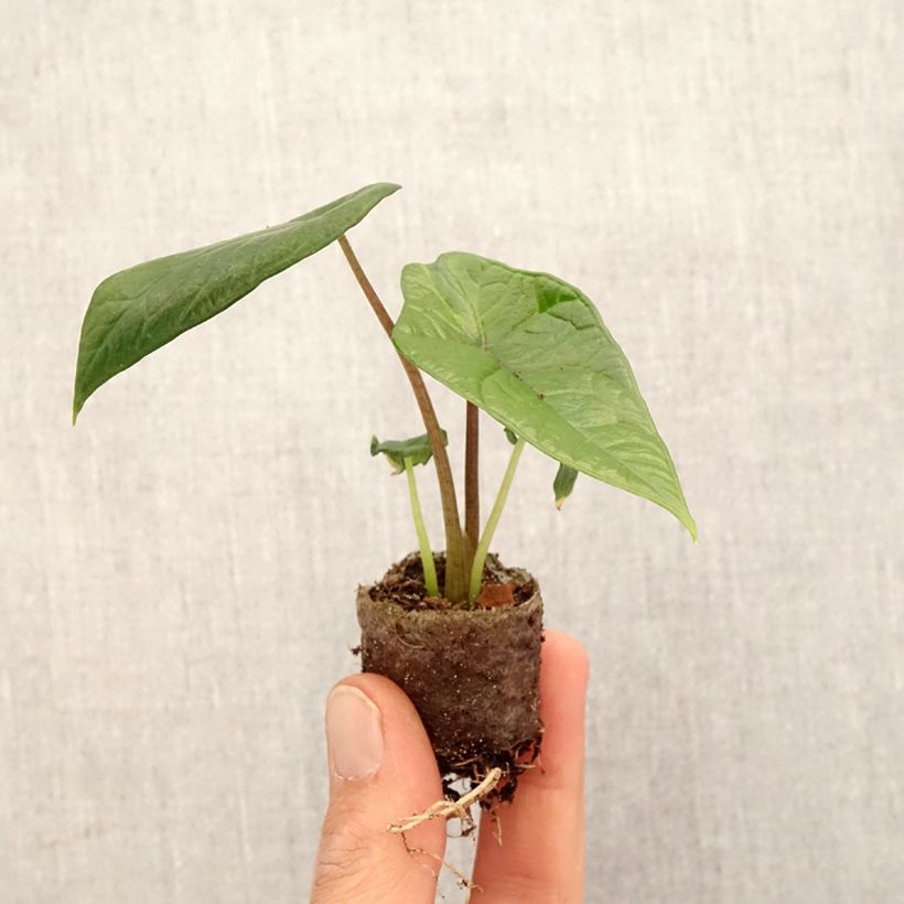 Alocasia scalprum - Oreille d'éléphant - Mini-motte Ø 3/4 cm Ejemplar entregado en la primavera