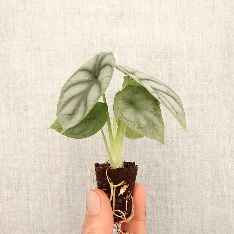Alocasia Silver Dragon - Oreja de elefantephante Mini-plante Ejemplar entregado en la primavera