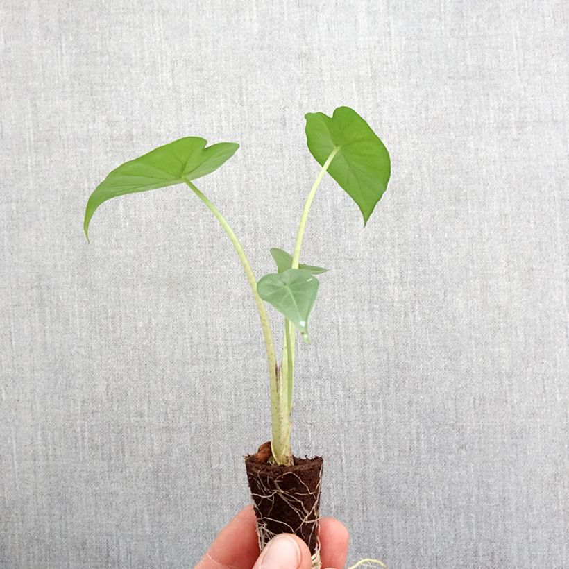 Alocasia Sumo - Oreille d'éléphant - Mini-motte Ø 3/4 cm Ejemplar entregado en la primavera