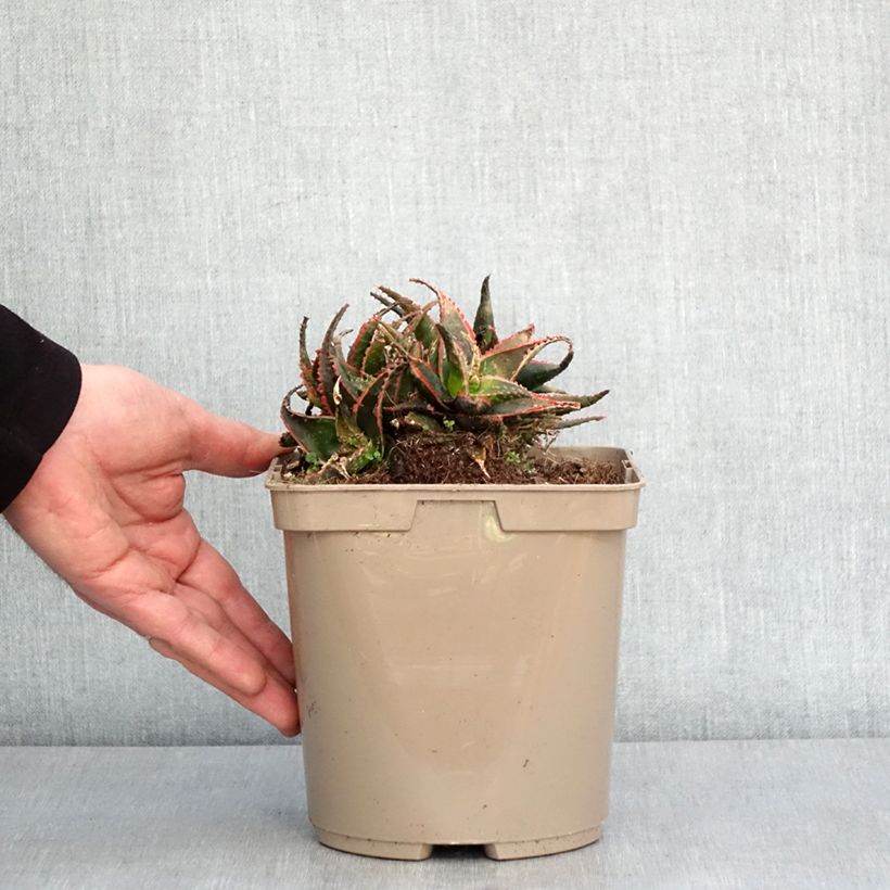 Aloe Christmas Carol - Aloès Pot de 3L/4L Ejemplar entregado en invierno