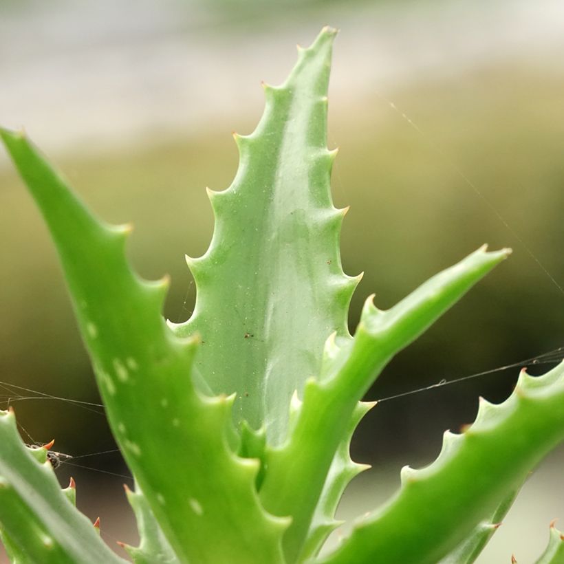 Aloe morogoroensis (Follaje)