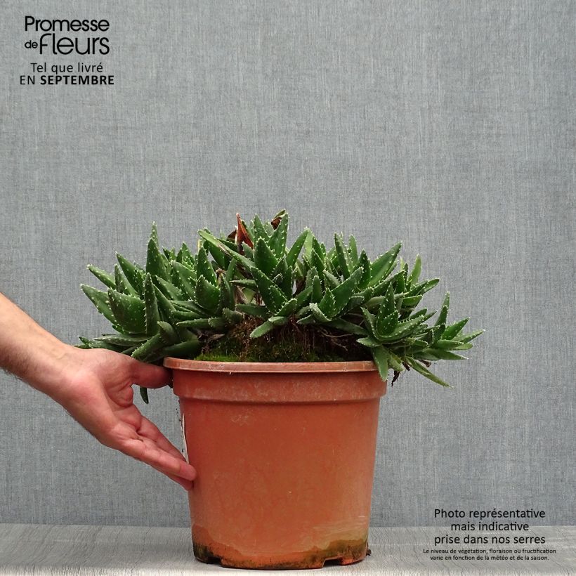 Ejemplar de Aloe perfoliata Maceta 7,5L/10L entregado en otoño
