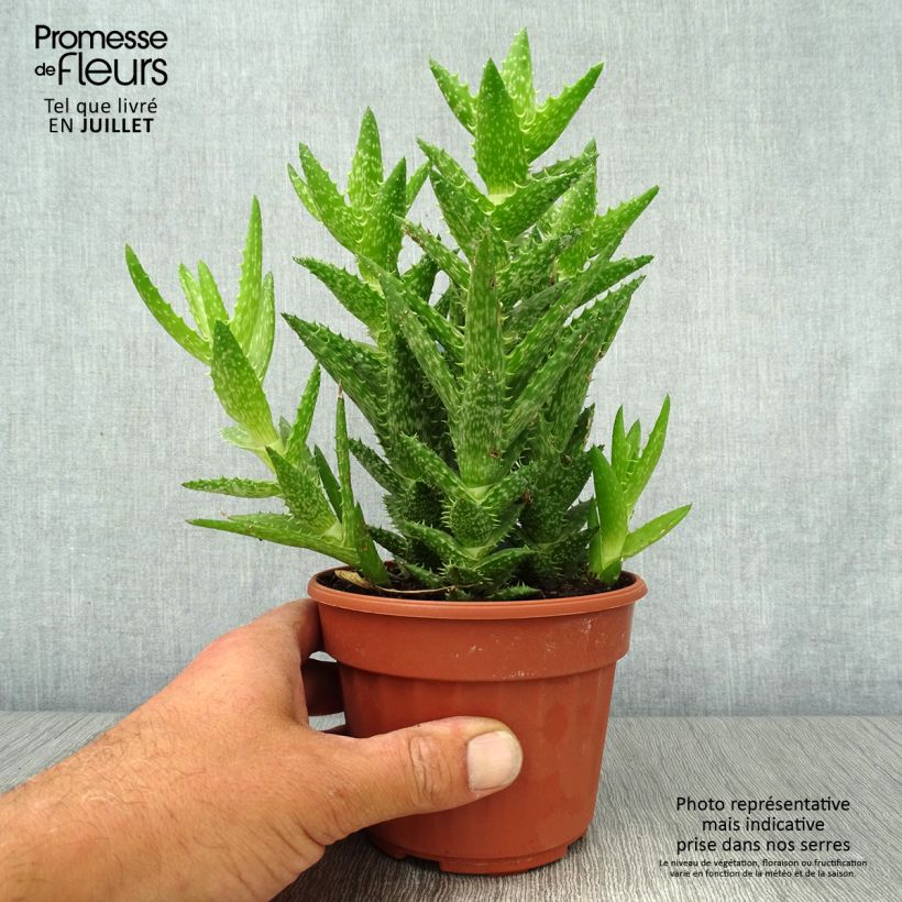 Ejemplar de Aloe squarrosa Pot de 13 cm entregado en verano