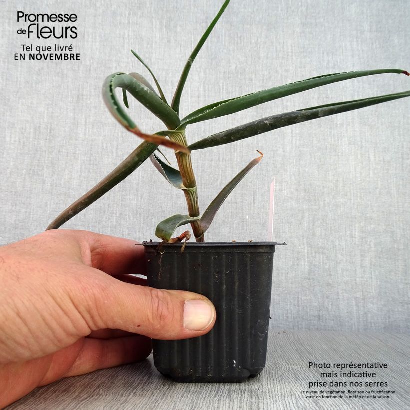Ejemplar de Aloe striatula ArticJungle Maceta de 8/9 cm entregado en otoño