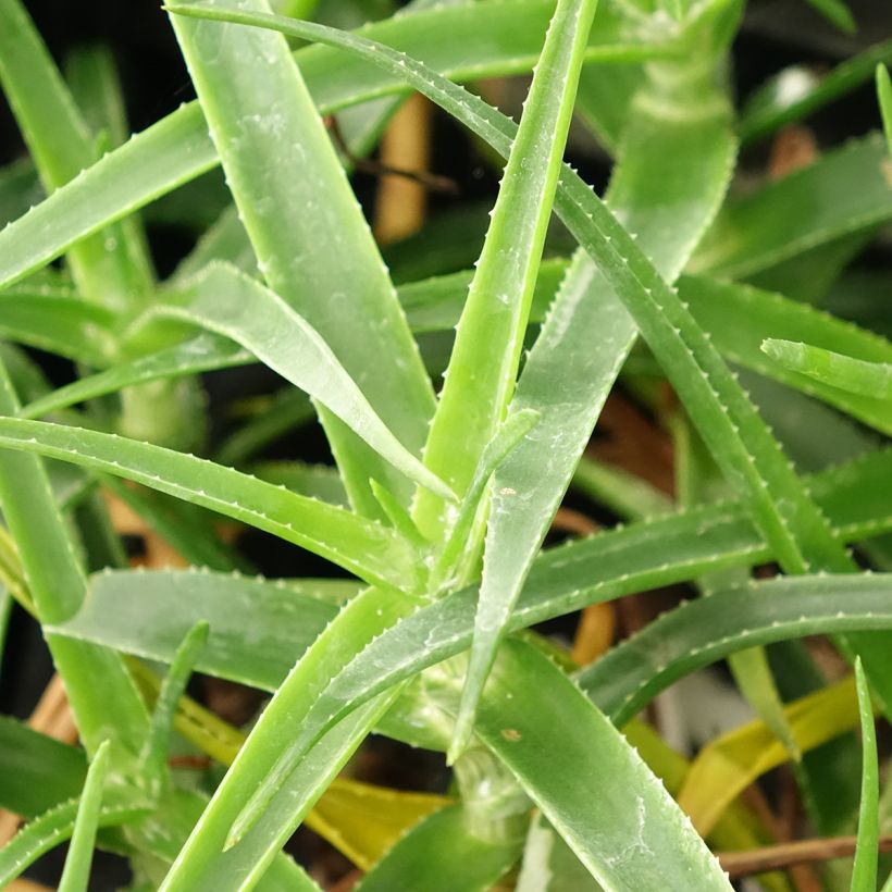 Aloe striatula ArticJungle (Follaje)