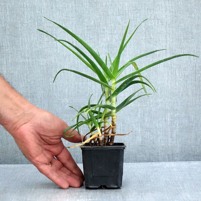 Ejemplar de Aloe striatula ArticJungle Maceta de 8/9 cm entregado en verano