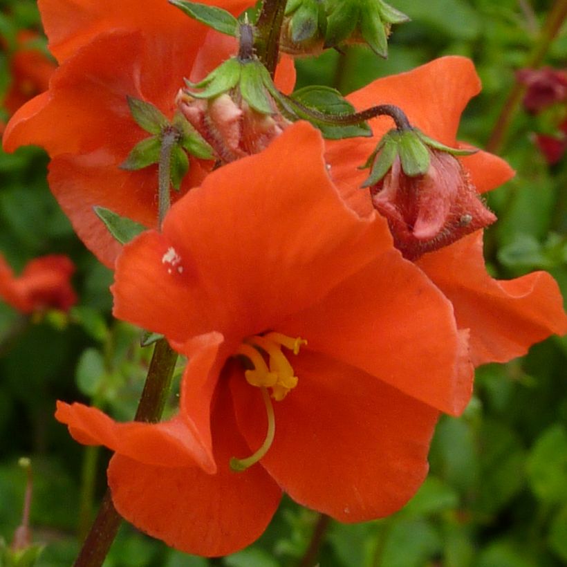 Alonsoa meridionalis Improved Fireball - Alonsoa (Floración)