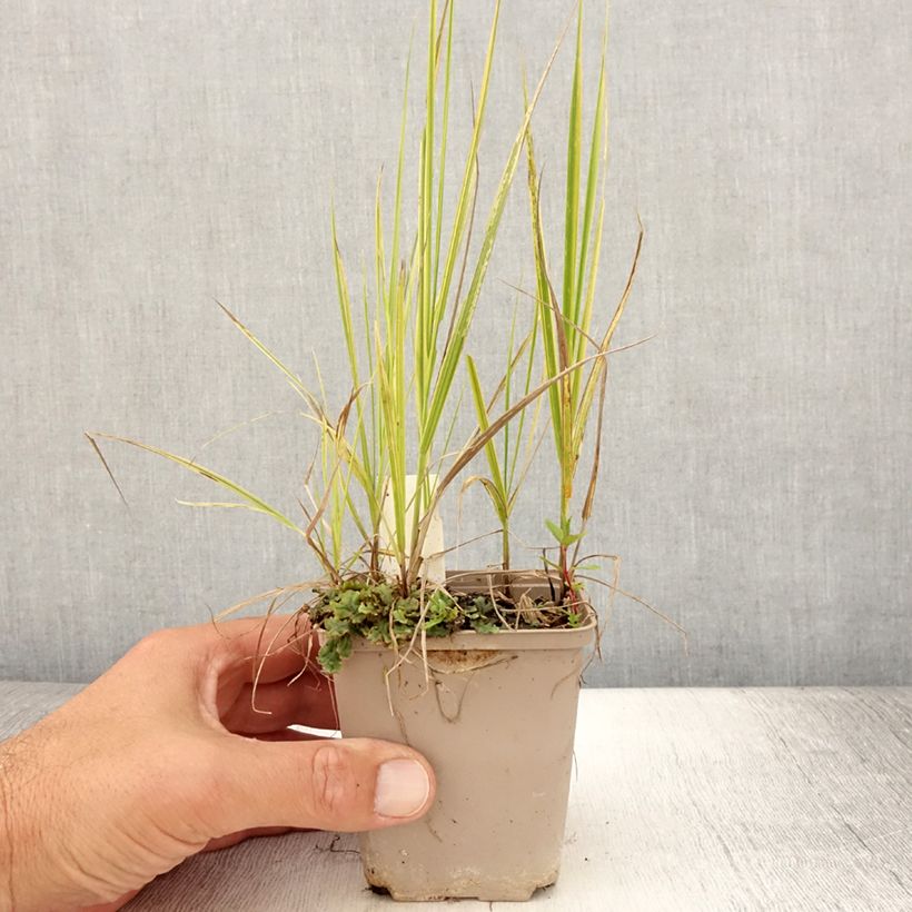 Ejemplar de Alopecurus pratensis Aureovariegatus - Alopecuro Maceta de 8/9 cm entregado en verano