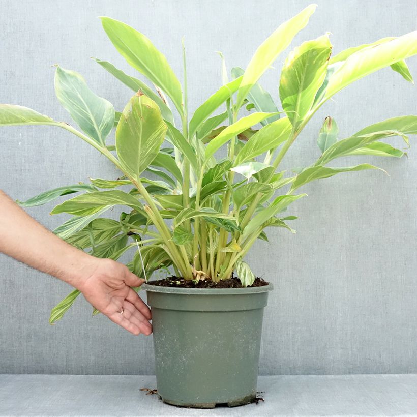 Ejemplar de Alpinia zerumbet Variegata - Azucena de porcelana Maceta 4L/5L entregado en verano