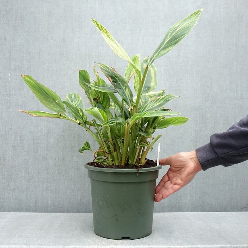 Alpinia zerumbet Variegata - Azucena de porcelana Maceta 7,5L/10LAltura de entrega aprox. 40/60cm Ejemplar entregado en la primavera