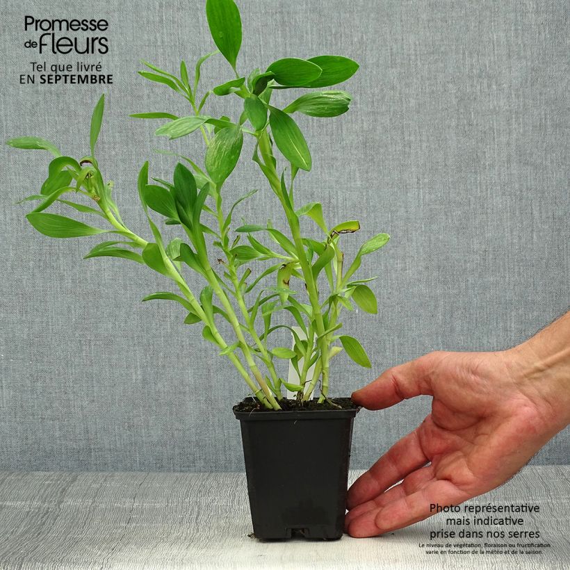 Ejemplar de Alstroemeria Duchesses Béatrice Maceta de 8/9 cm entregado en otoño