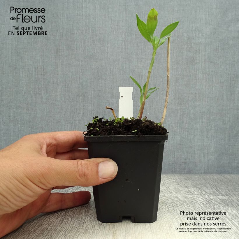 Ejemplar de Alstroemeria Majestic Montsoreau Maceta de 8/9 cm entregado en otoño
