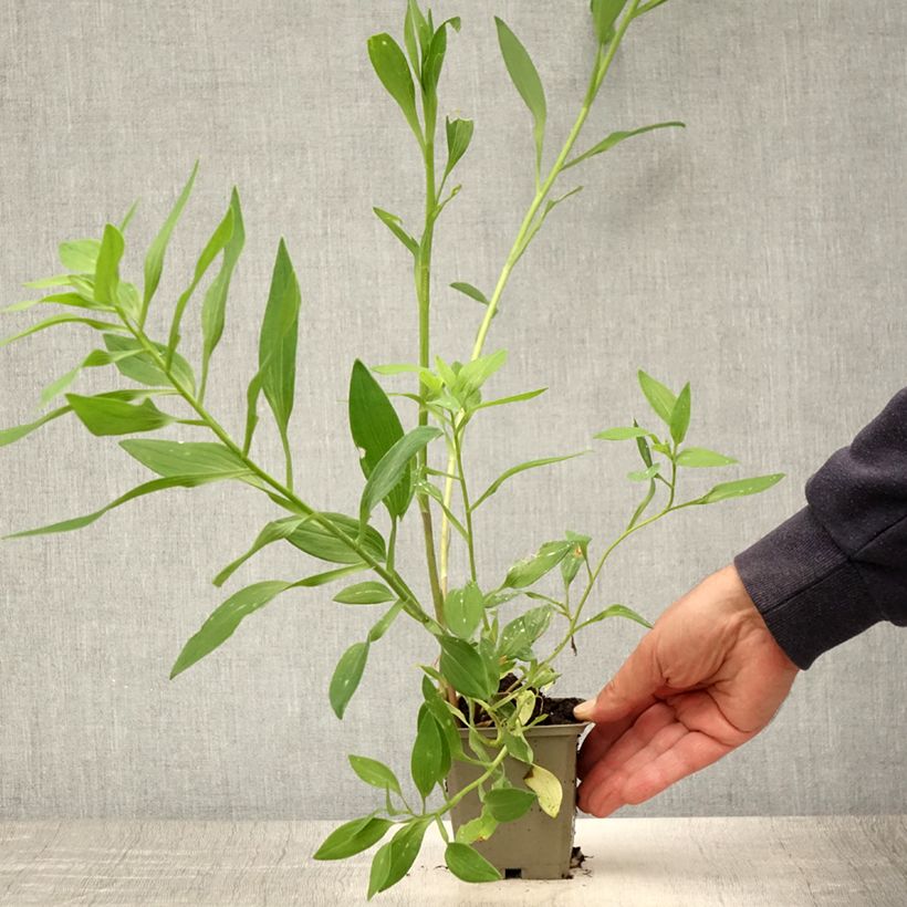 Ejemplar de Alstroemeria Majestic Briançon Maceta de 8/9 cm entregado en verano