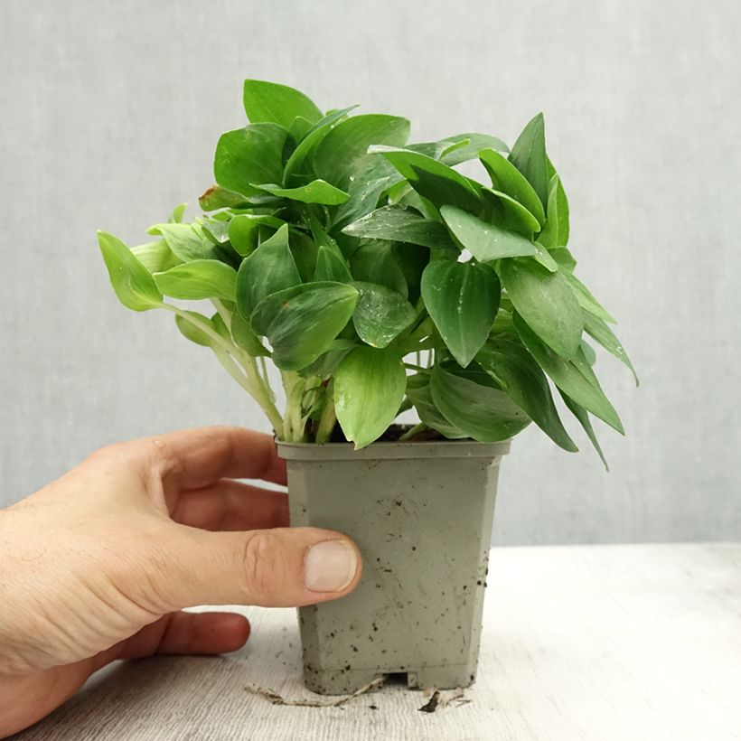 Ejemplar de Alstroemeria Pitchounes Noah Maceta de 8/9 cm entregado en otoño