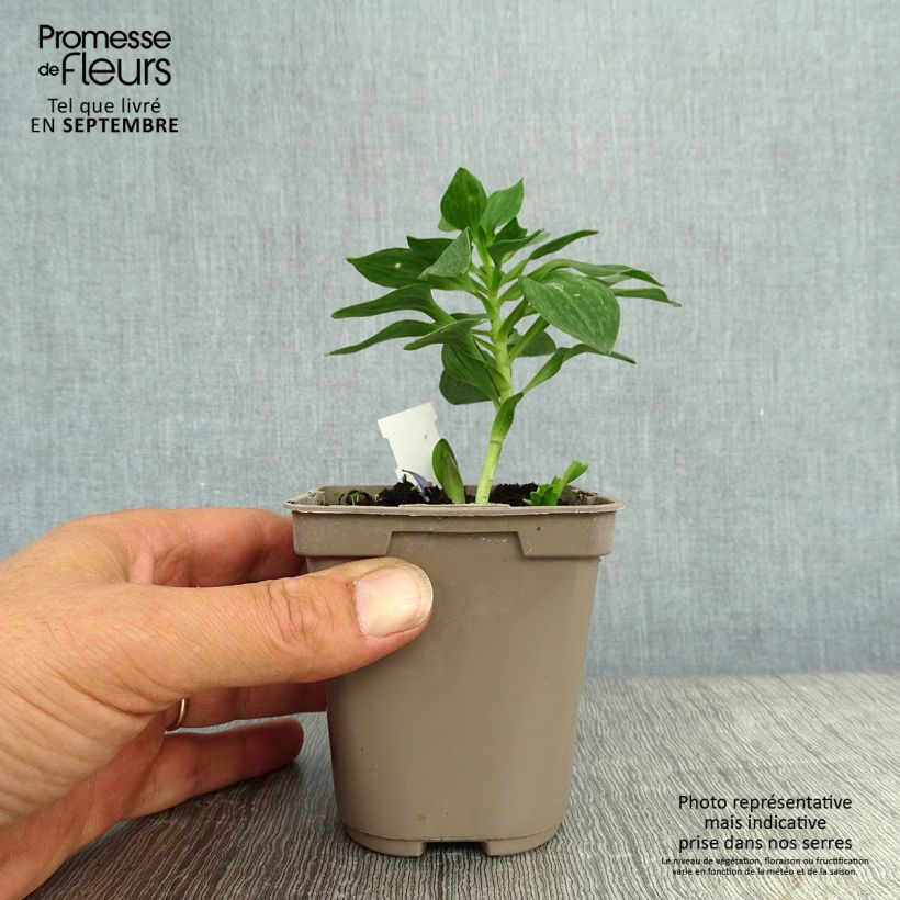 Ejemplar de Alstroemeria Pitchounes Stella Maceta de 8/9 cm entregado en otoño