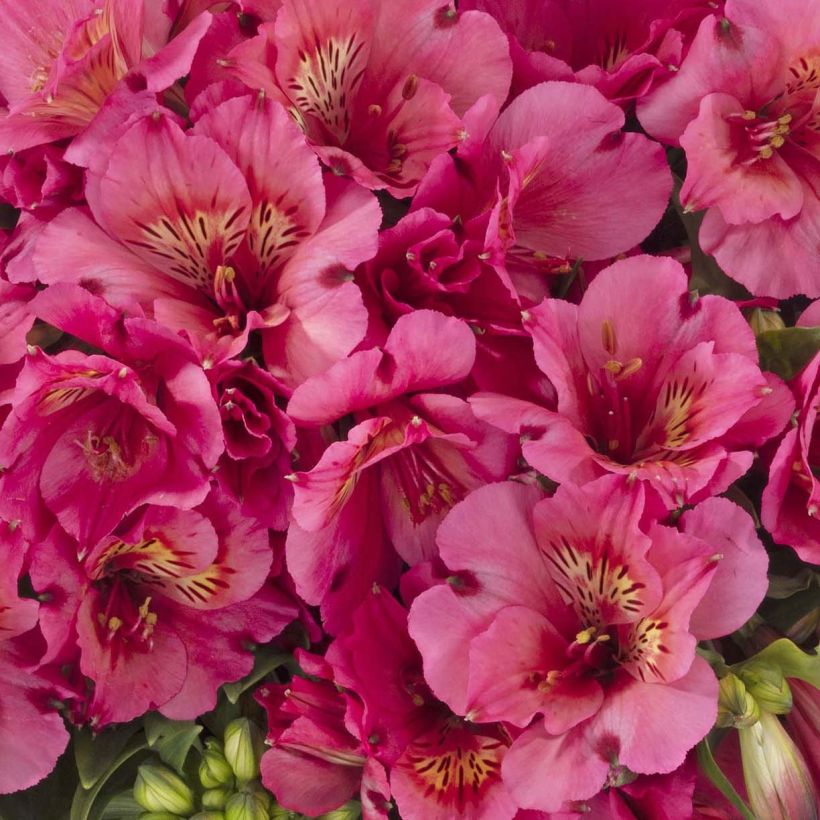 Alstroemeria Inticancha Sun Malaga (Floración)