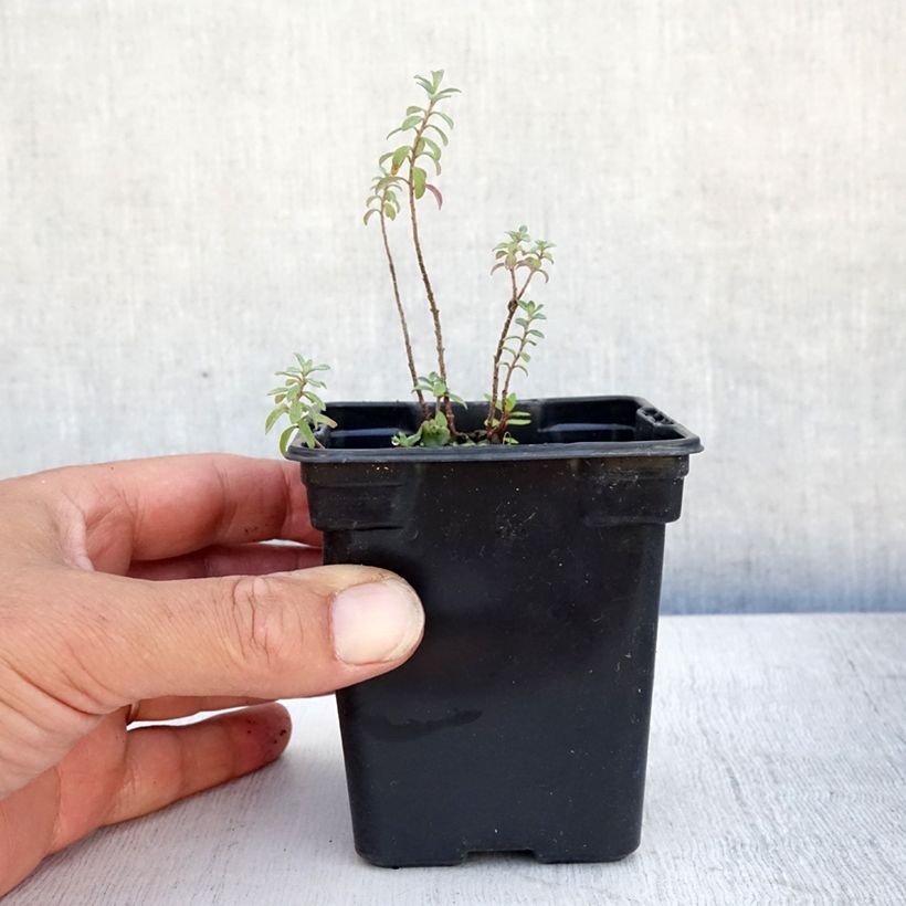 Ejemplar de Alyssum argenteum - Broqueletes Maceta de 7/8 cm entregado en verano