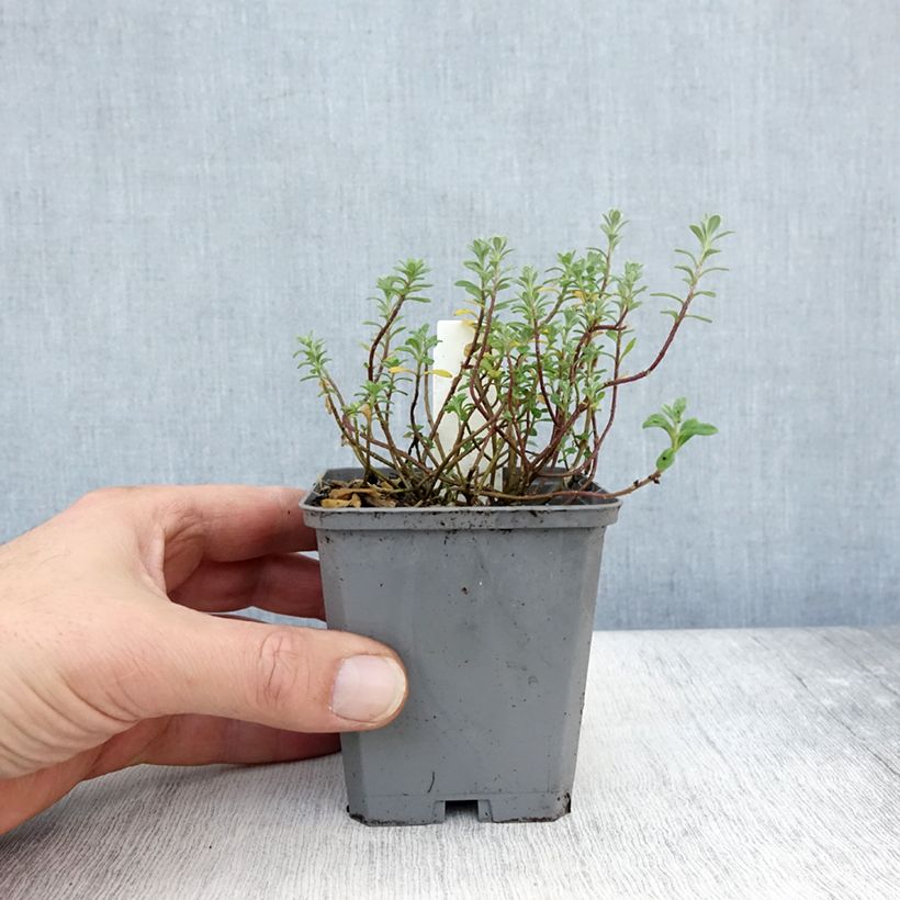 Ejemplar de Alyssum montanum Berggold - Aliso dorado de montaña Maceta de 8/9 cm entregado en otoño