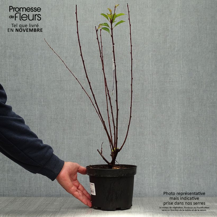Ejemplar de Ciruelo de flor - Prunus triloba Maceta 2L/3L entregado en otoño