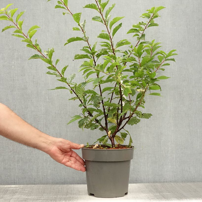 Ejemplar de Ciruelo de flor - Prunus triloba Maceta 2L/3LAltura de entrega aprox. 30/40cm entregado en verano