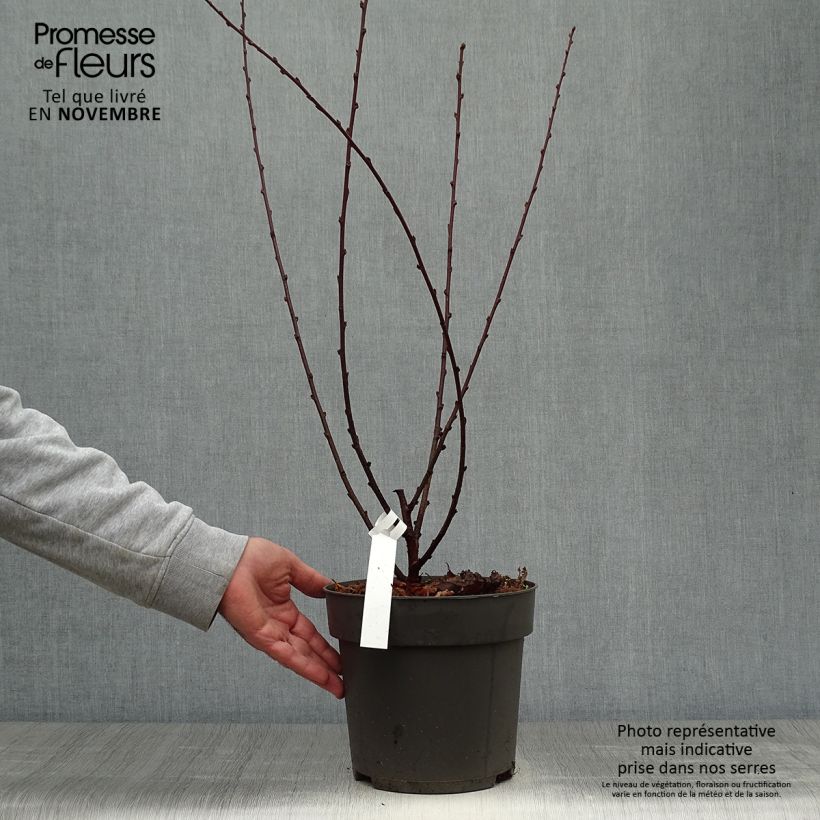 Ejemplar de Ciruelo de flor - Prunus triloba Maceta 4L/5L entregado en otoño