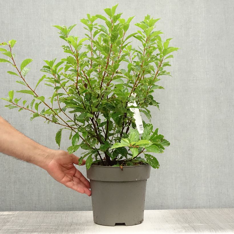 Ejemplar de Ciruelo de flor - Prunus triloba Maceta 4L/5LAltura de entrega aprox. 40/50cm entregado en verano