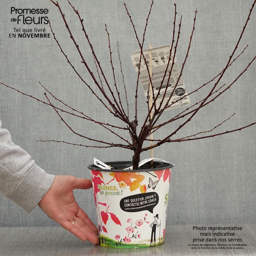 Ejemplar de Ciruelo de flor Multiplex - Prunus triloba Maceta 4L/5L entregado en otoño