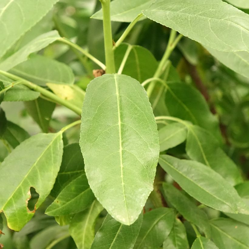 Almendro Desmayo Largueta (Follaje)