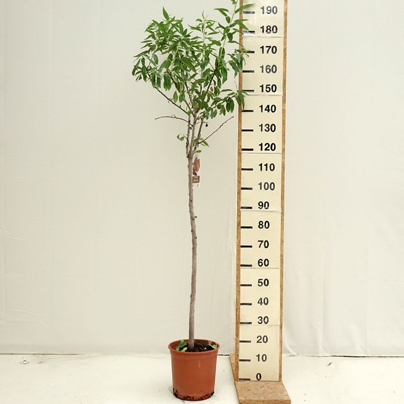 Ejemplar de Almendro Desmayo Largueta Maceta 7,5L/10L, Medio tallo entregado en verano