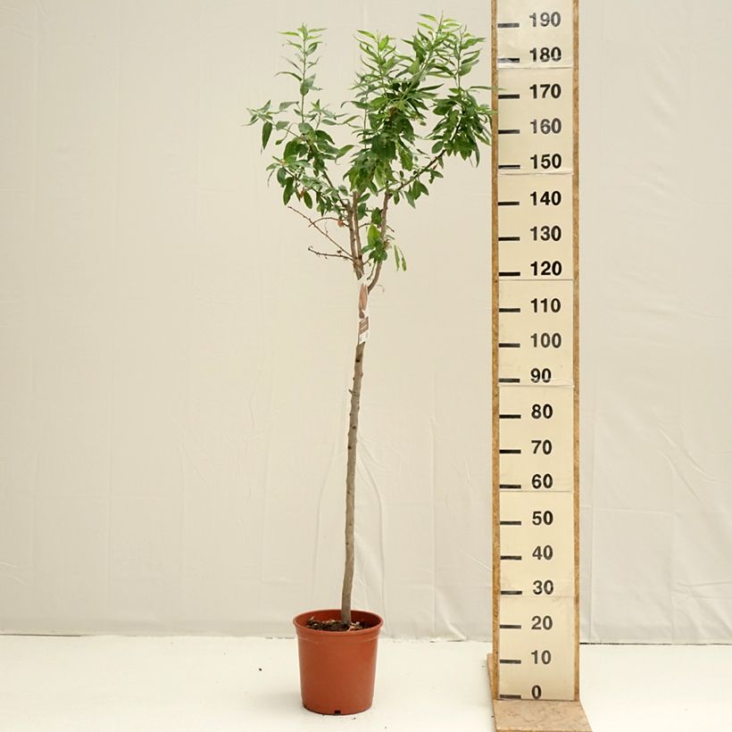 Almendro Desmayo Largueta Maceta 7,5L/10L, Medio tallo Ejemplar entregado en la primavera