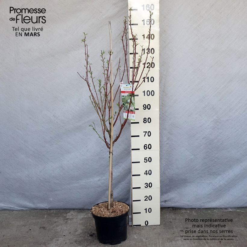 Almendro Princesse Maceta 7,5L/10L, CopaAltura de entrega aprox. 140/160cm Ejemplar entregado en la primavera