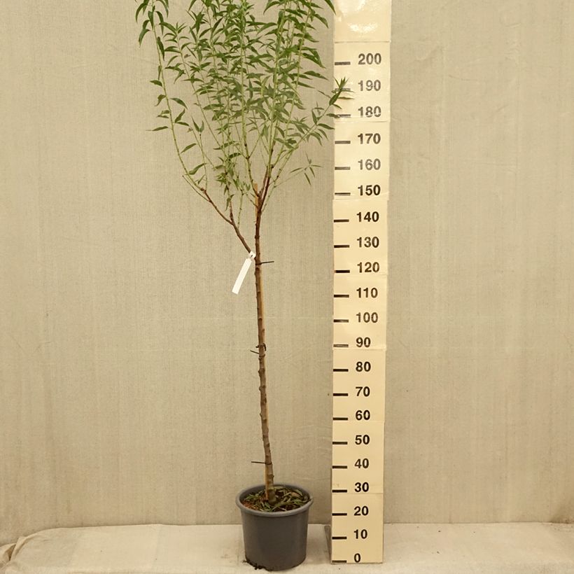Ejemplar de Almendro Supernova Maceta 12L/15L, Medio talloAltura de entrega aprox. 200/220cm entregado en verano