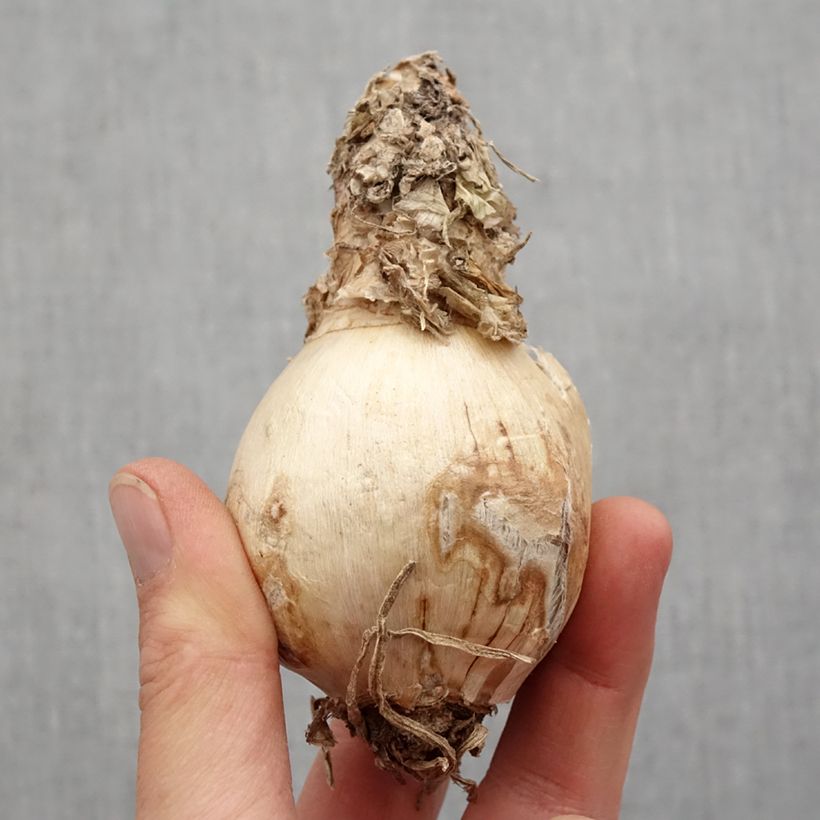 Amarine x tubergenii Belladiva Paris Bulbo calibre 16+ Ejemplar entregado en la primavera
