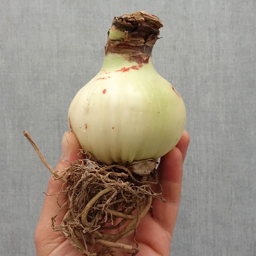 Amaryllis Magic Green - Hippeastrum Bulbo calibre 28+ Ejemplar entregado en la primavera
