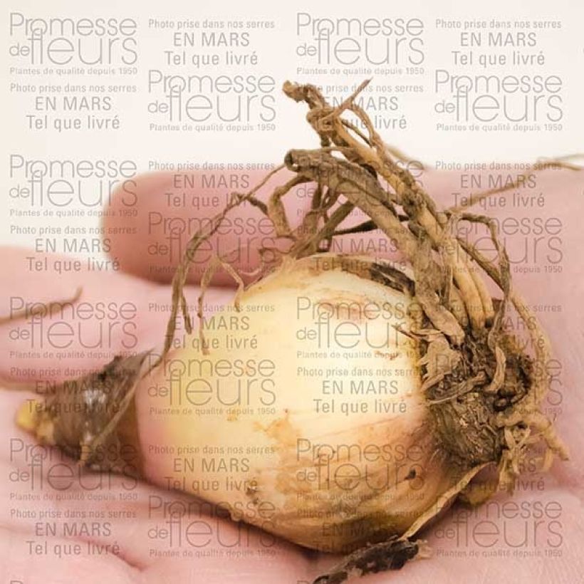 Ejemplo de ejemplar de Cyrtanthus elatus Red - Vallota Bulbo calibre 12+ tal y como se entrega
