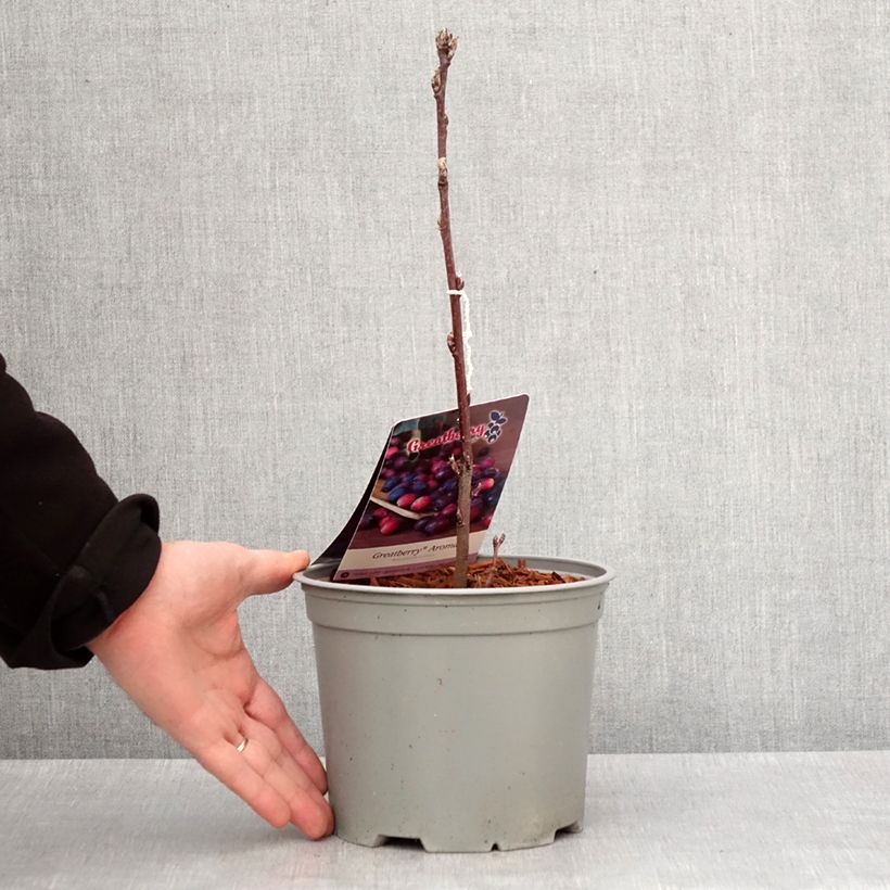 Amelanchier alnifolia GreatBerry Aroma Maceta 3L/4L Ejemplar entregado en invierno