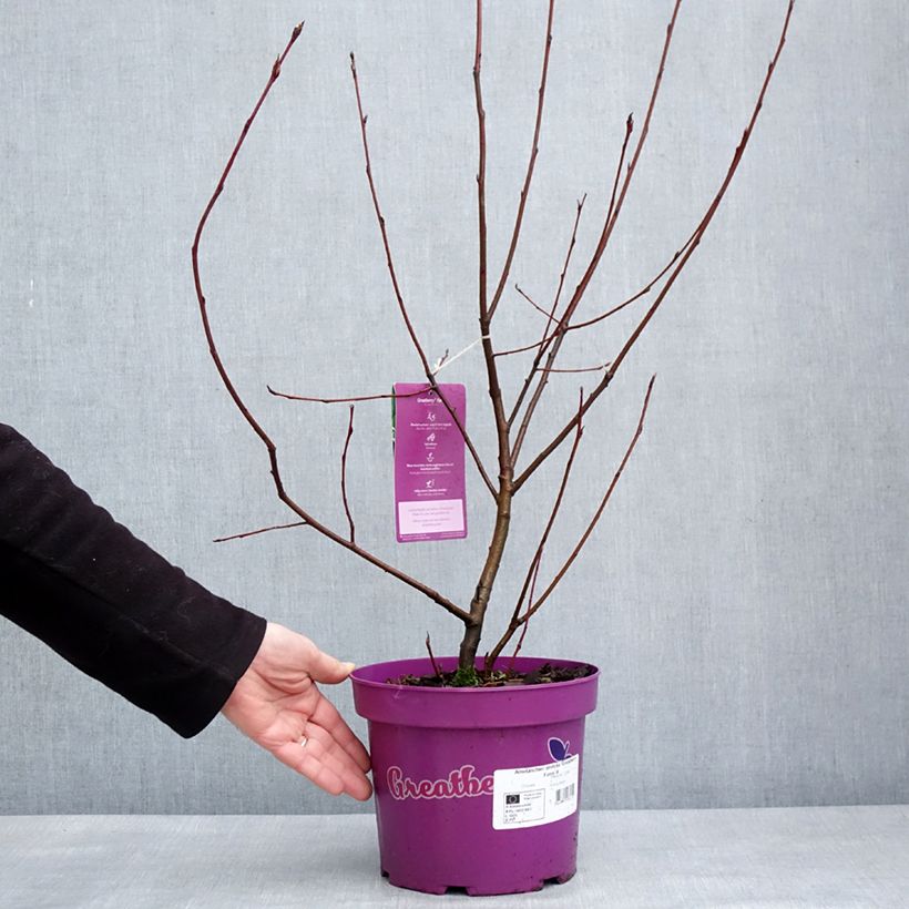 Amelanchier alnifolia GreatBerry Farm Maceta 3L/4L Ejemplar entregado en invierno
