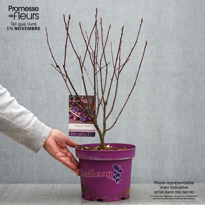 Ejemplar de Guillomo de Saskatchewan Greatberry Garden - Amelanchier alnifolia Maceta 3L/4L, Formación arbustiva entregado en otoño