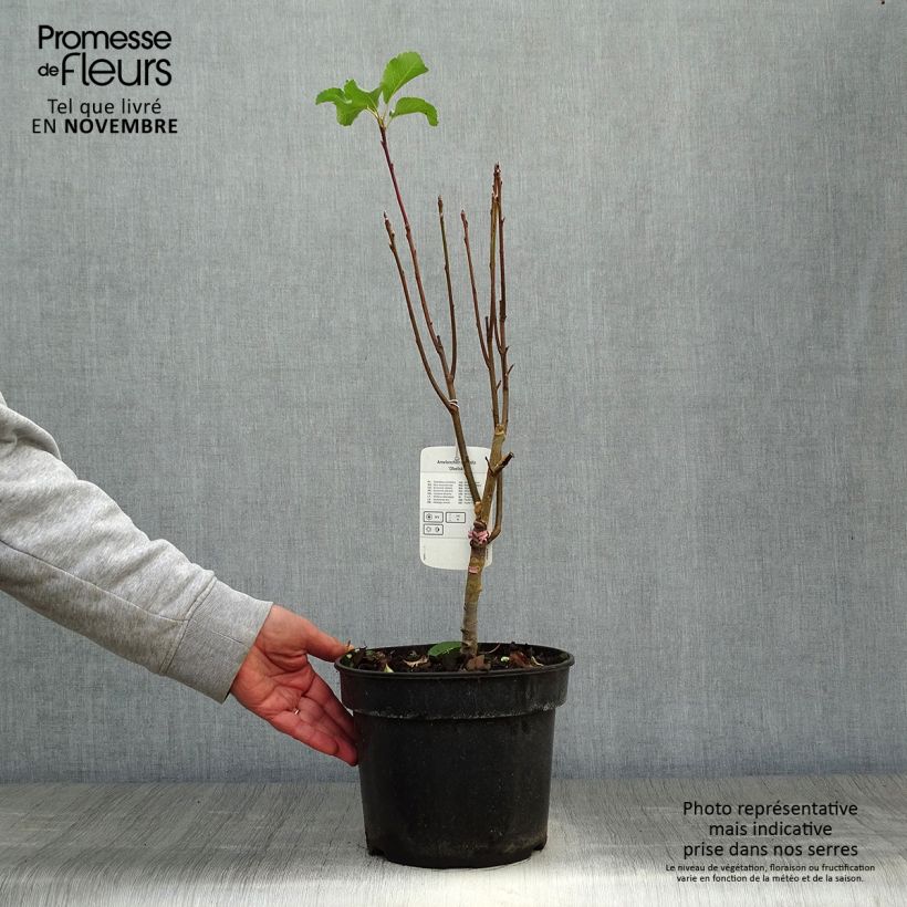 Ejemplar de Amelanchier alnifolia Obelisk - Guillomo de Saskatchewan Maceta 3L/4L entregado en otoño