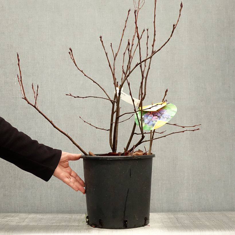 Ejemplar de Guillomo de Saskatchewan Saskatoon Berry - Amelanchier alnifolia Maceta 12L/15L entregado en otoño