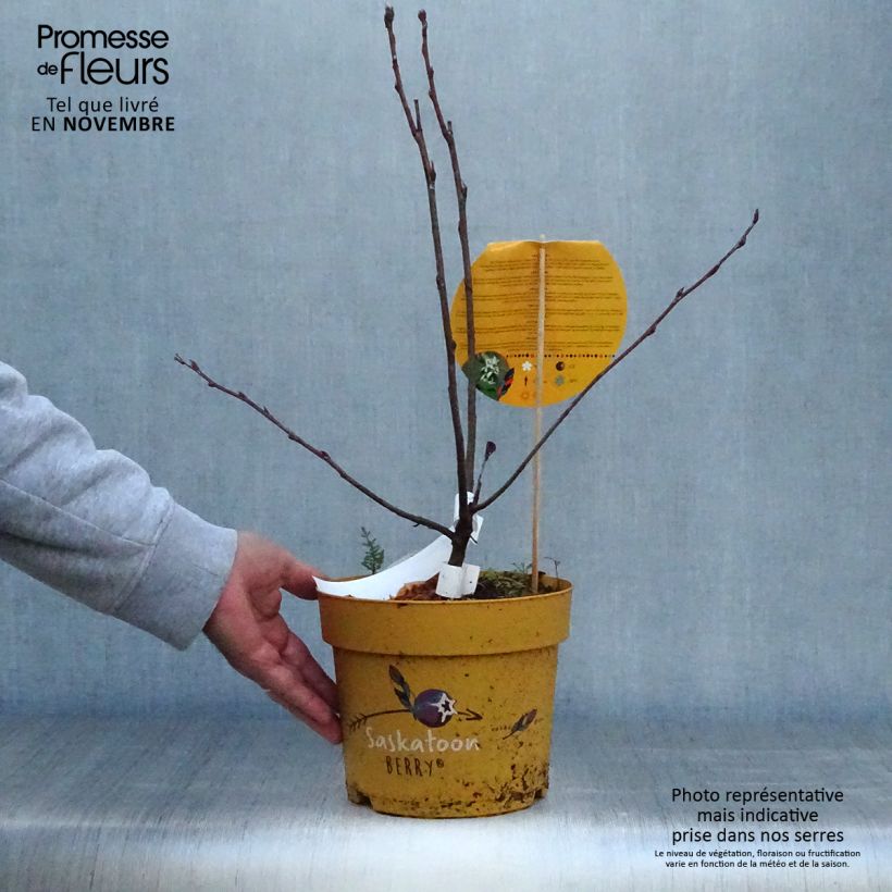 Ejemplar de Guillomo de Saskatchewan Saskatoon Berry - Amelanchier alnifolia Maceta 4L/5L entregado en otoño